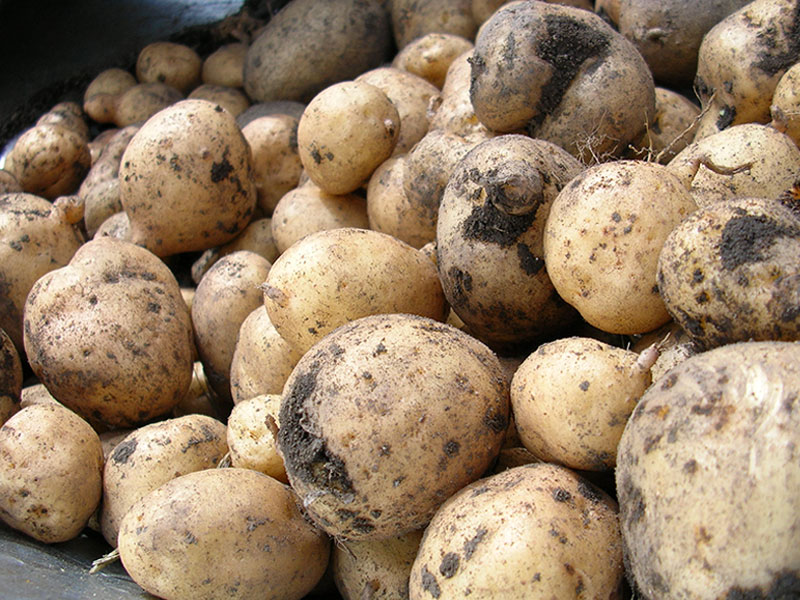 Potatoes in humidified storage
