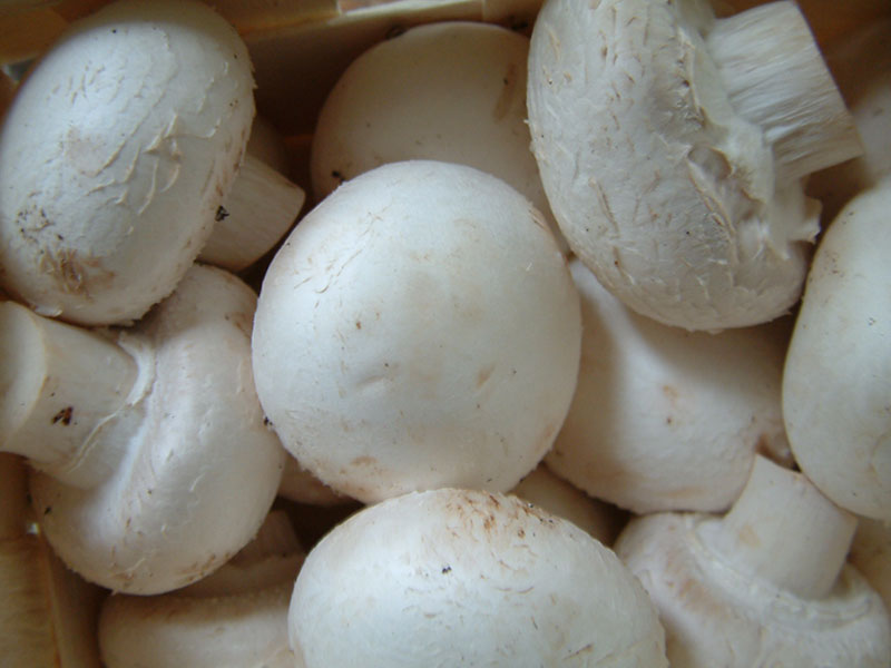 Mushrooms